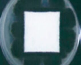 imgi_47_3